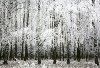 Zwart-wit foto met berkenbomen