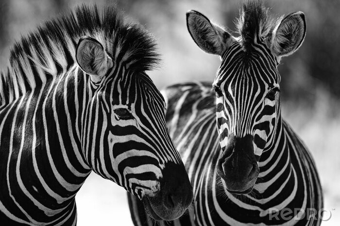Fotobehang Zwart-wit foto met dieren