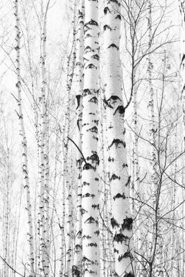 zwart-wit foto met witte berken met berkenschors in berkenbos