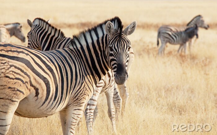 Fotobehang Zwart-wit gestreepte safaridieren