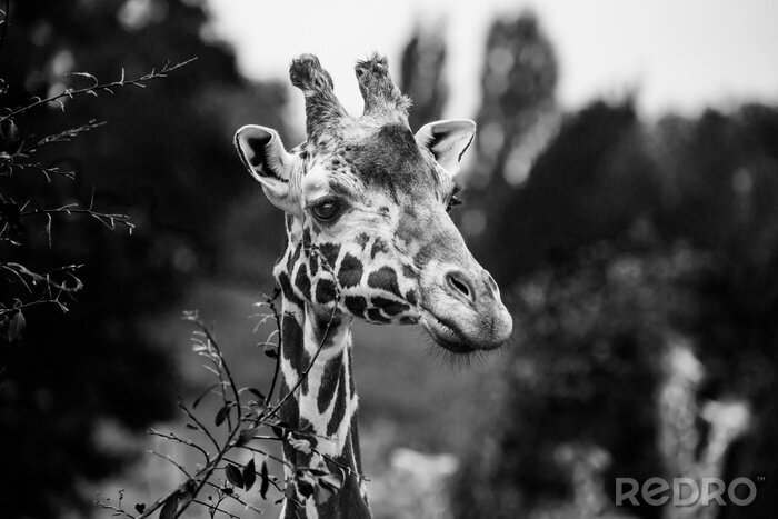 Fotobehang Zwart-wit giraffe foto van een Afrikaans dier