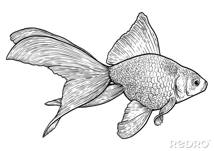 Fotobehang Zwart-wit illustratie van een vis