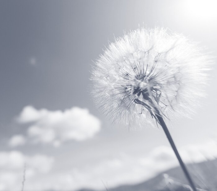 Fotobehang Zwart-wit macrofotografie van een paardebloem