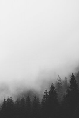 Fotobehang Zwart-wit minimalistisch bos