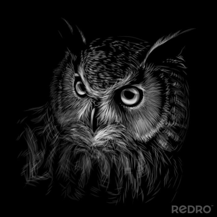 Fotobehang Zwart-wit motief met een uil