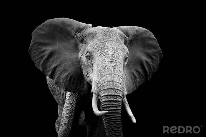 Fotobehang Zwart-wit motief met olifant