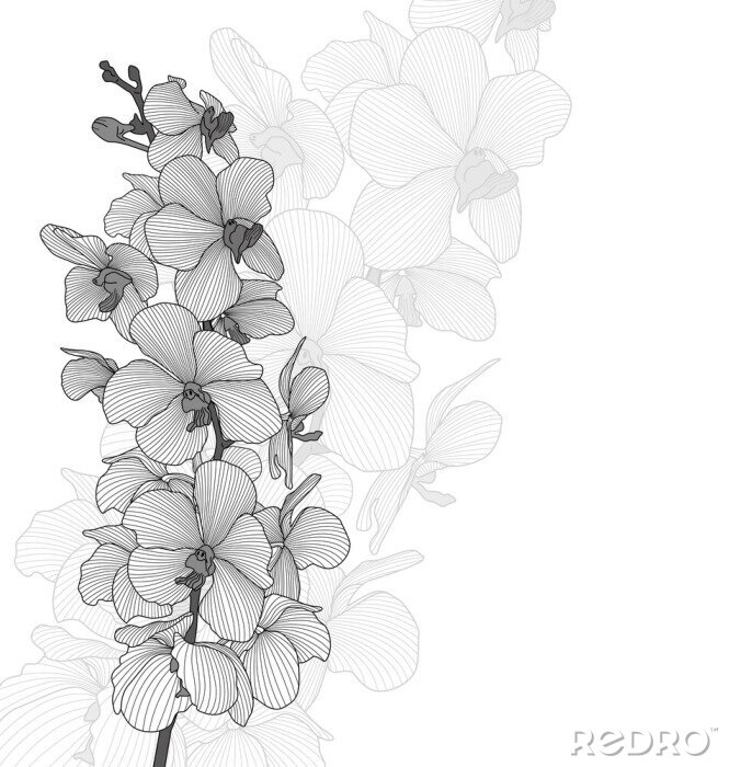 Fotobehang Zwart-wit motief met orchideeën