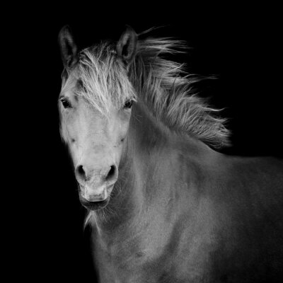 Fotobehang Zwart-wit motief met paard