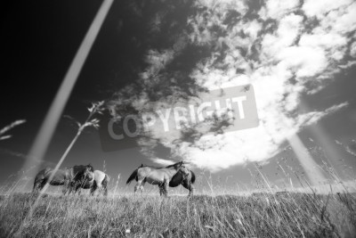 Fotobehang Zwart-wit motief met paarden