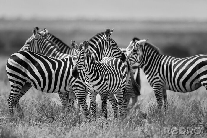 Fotobehang Zwart-wit motief met zebra's
