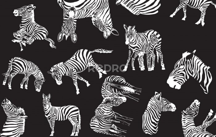 Fotobehang Zwart-wit ontwerp van zebra's