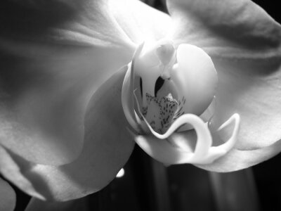Fotobehang Zwart-wit orchidee foto