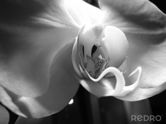 Fotobehang Zwart-wit orchidee foto