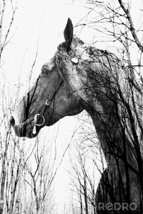 Fotobehang Zwart-wit paard in het bos