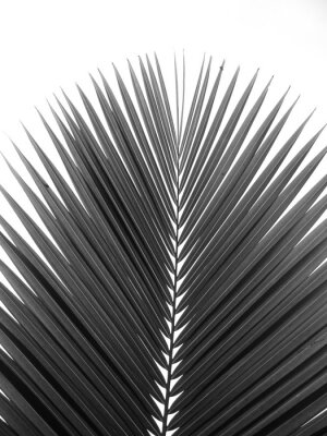 Zwart-wit palmblad