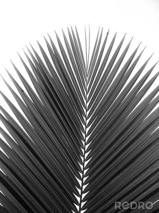 Fotobehang Zwart-wit palmblad