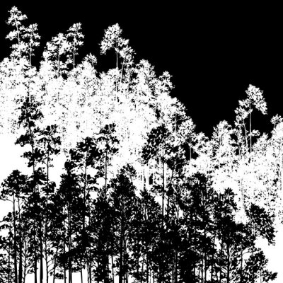 Fotobehang Zwart-wit patroon met bomen