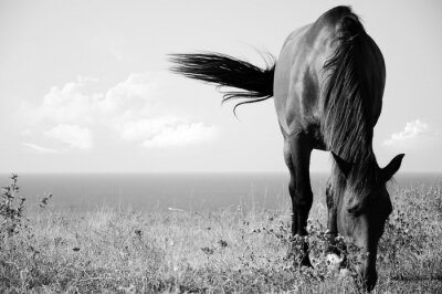 Fotobehang Zwart-wit patroon met een donker paard