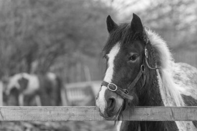 Fotobehang Zwart-wit patroon met een pony