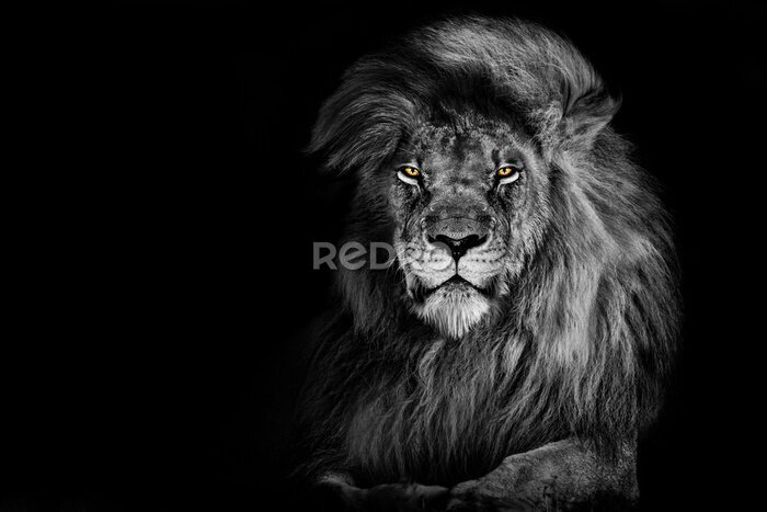 Fotobehang Zwart-wit portret van de leeuwenkoning