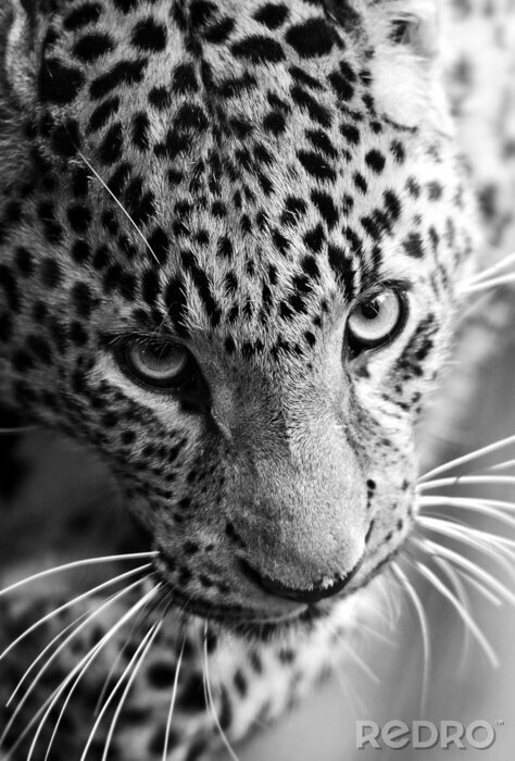 Fotobehang Zwart-wit portret van een luipaard