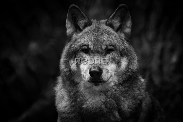 Fotobehang Zwart-wit portret van een wolf in het bos