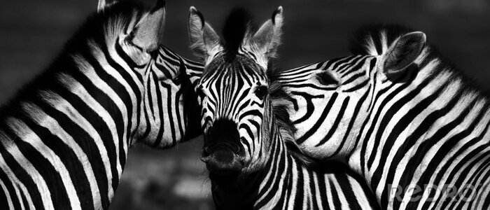 Fotobehang Zwart-wit portret van een zebra