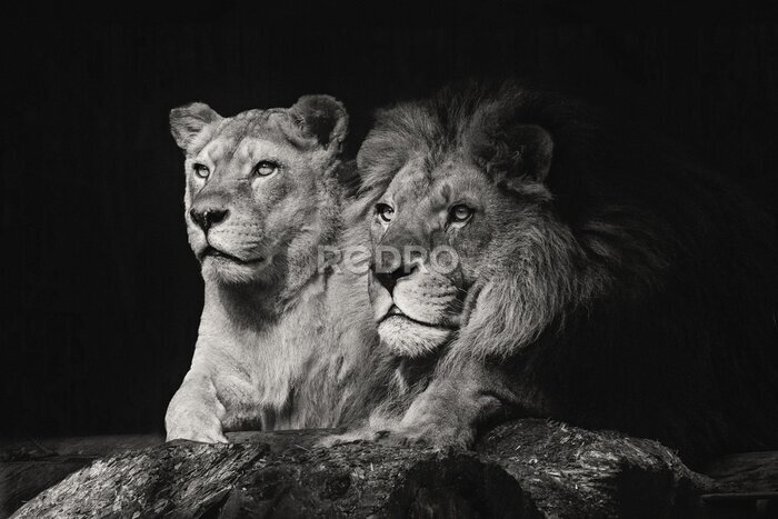 Fotobehang Zwart-wit portret van leeuwenpaar