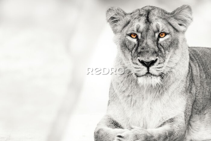 Fotobehang Zwart-wit portret van leeuwin
