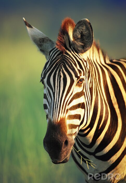 Fotobehang Zwart-wit safaridier