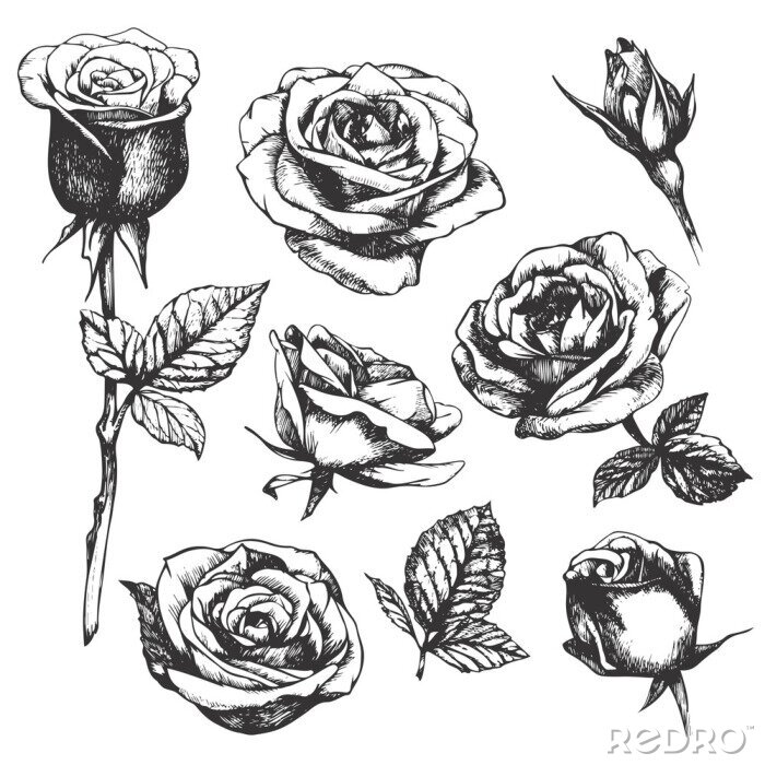 Fotobehang Zwart-wit schets met rozen