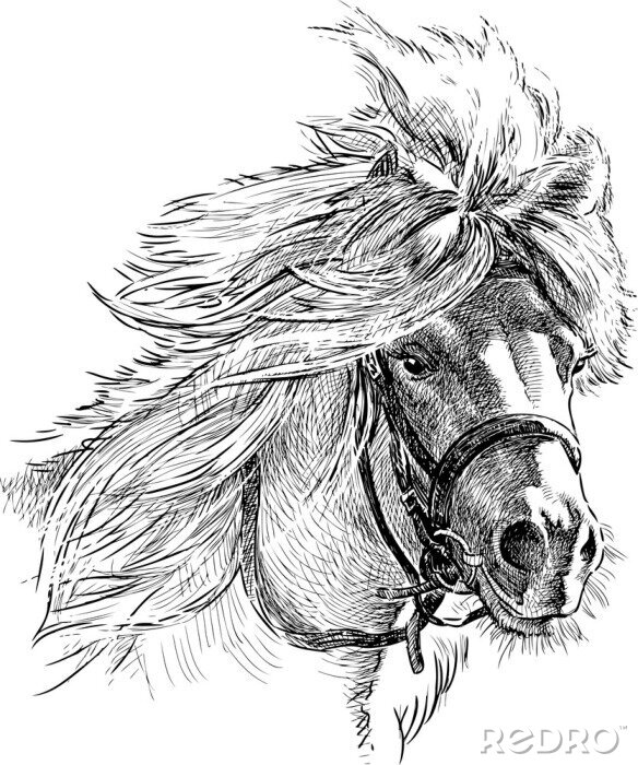 Fotobehang Zwart-wit schets van een pony
