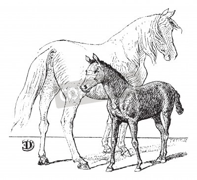 Fotobehang Zwart-wit schets van paarden