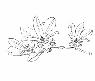 Zwart-wit tekening van een magnolia