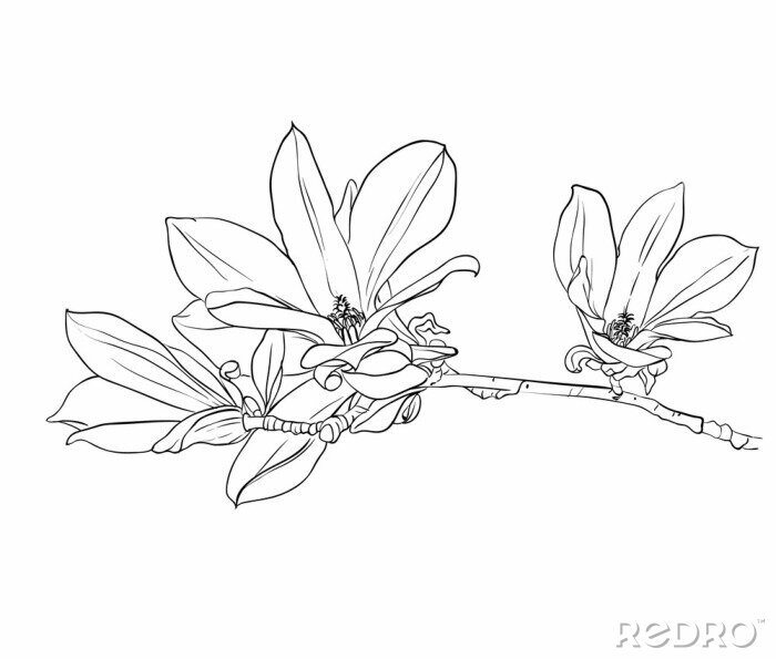 Fotobehang Zwart-wit tekening van een magnolia
