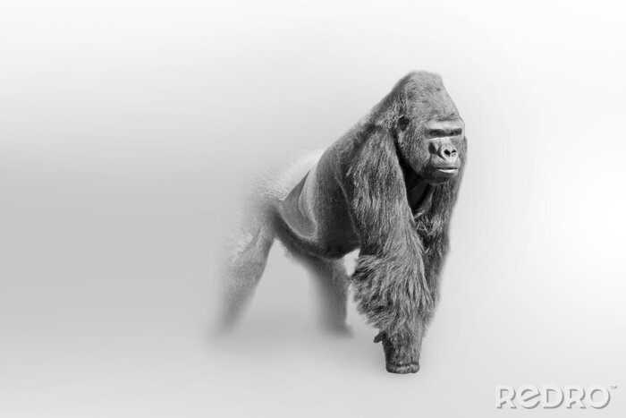 Fotobehang Zwart-wit tekening van een mannelijke gorilla