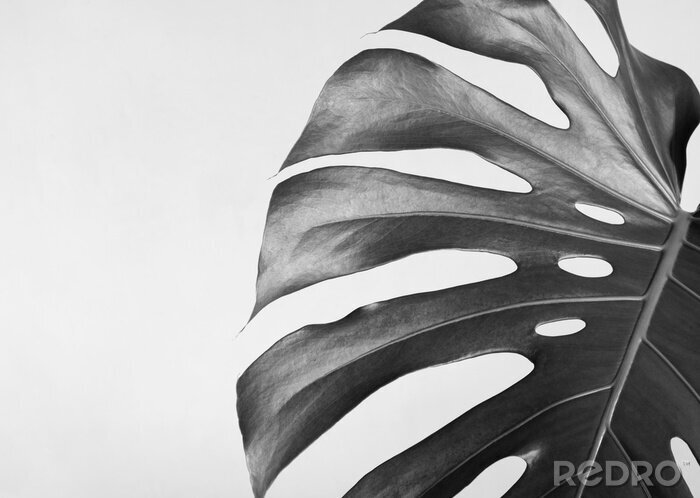 Fotobehang Zwart-wit tekening van een monsterablad
