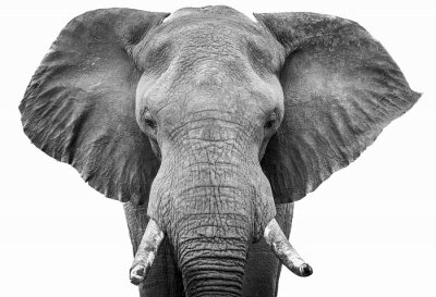 Zwart-wit tekening van een wandelende olifant