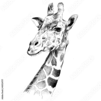 Zwart-wit tekening van het hoofd van een giraf