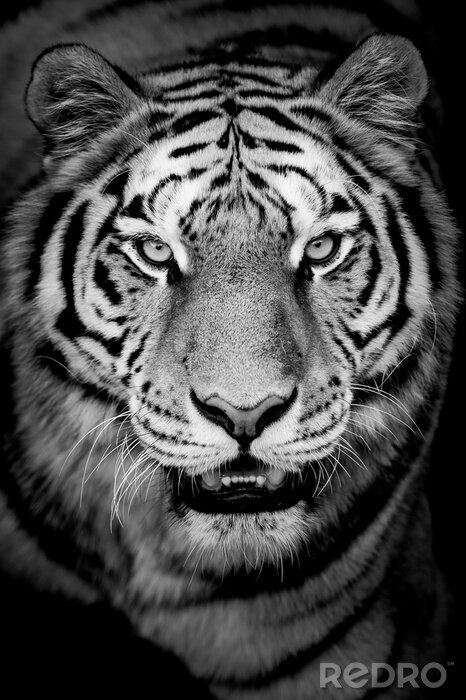 Fotobehang Zwart-wit tijgerportret