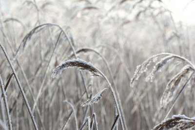 Fotobehang Zwart-wit veld met graan