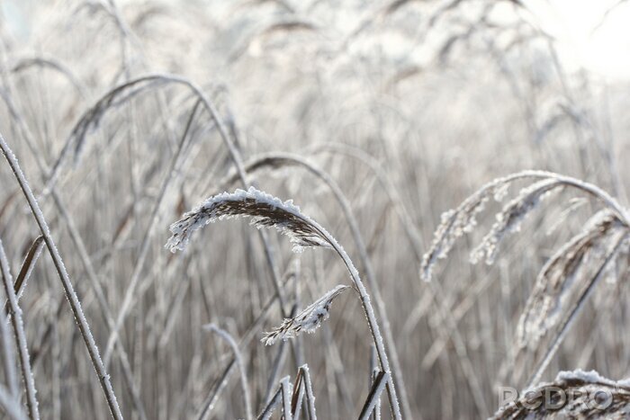 Fotobehang Zwart-wit veld met graan