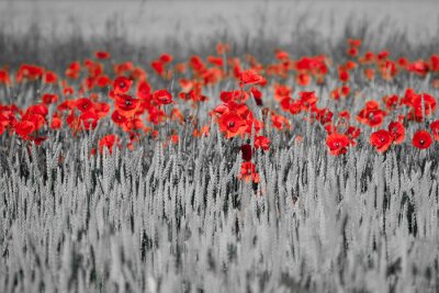 Fotobehang Zwart-wit veld met rode klaprozen