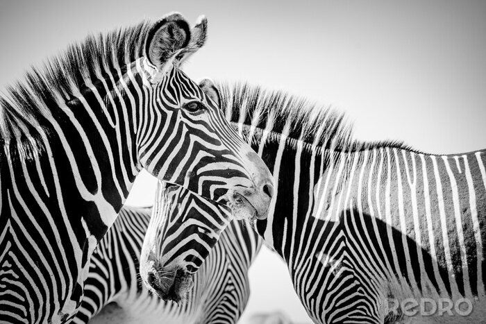 Fotobehang Zwart-wit zebrapatroon