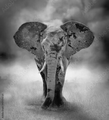 Poster Zwart-witfoto van een olifant