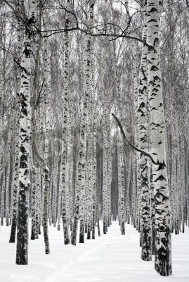 Fotobehang Zwart-witte berken in de sneeuw
