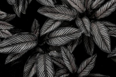 Fotobehang Zwart-witte bladeren van een wilde plant