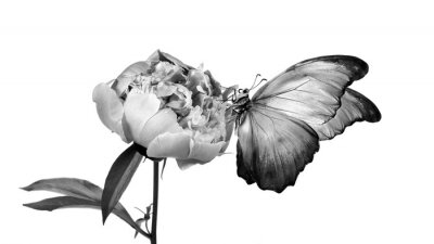 Zwart-witte bloem en vlinder