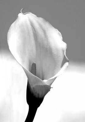 Zwart-witte bloemen