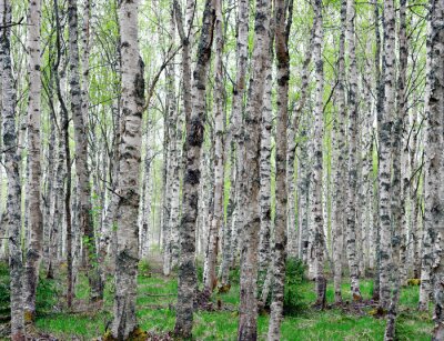 Zwart-witte bomen in een bos